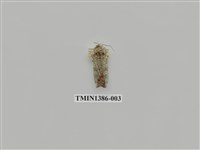 藏品(夜蛾科)的圖片